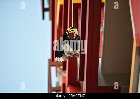 Due maschi Oriental Pied Hornbils Jostle per posizione su una sporgenza finestra in una proprietà immobiliare pubblica, Singapore Foto Stock