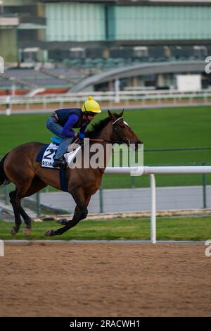 Allenamento mattutino a cavallo e fantino sull'ippodromo Foto Stock