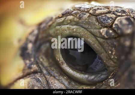 Primo piano macro di un occhio di tartaruga Foto Stock