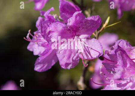 Fiori viola cespugli Rhododendron mucronulatum Foto Stock