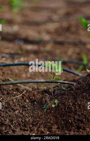 Albero indiano di cotone per bambini, piccola pianta cresce in fattoria Foto Stock