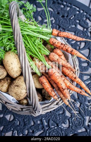 Patate e carote appena raccolte dal giardino Foto Stock