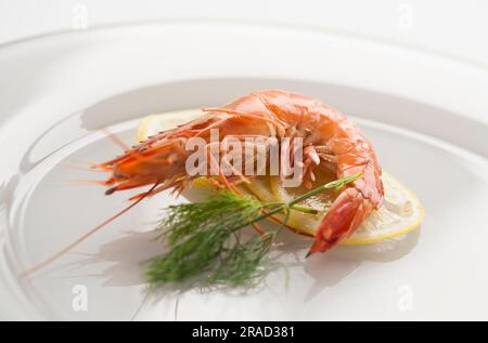 Gamberi cotti su fette di limone Foto Stock