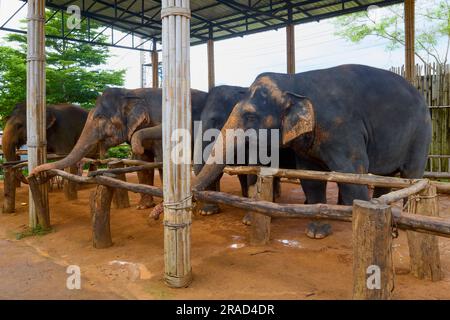 Phuke Thailandia 28 maggio 2023. Immagini dal santuario della giungla degli elefanti, dove gli elefanti vengono nutriti dai turisti. Foto Stock