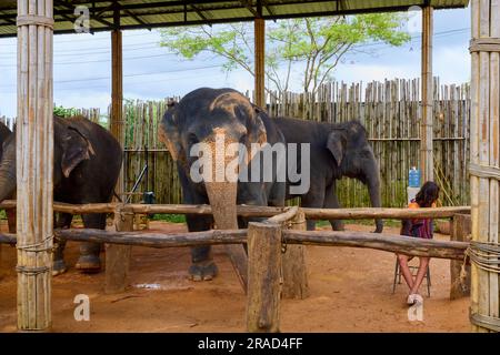 Phuke Thailandia 28 maggio 2023. Immagini dal santuario della giungla degli elefanti, dove gli elefanti vengono nutriti dai turisti. Foto Stock
