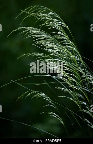 Alte erbe estive si piegano nella brezza illuminata dalla luce del sole serale nella campagna del Warwickshire, in Inghilterra. Foto Stock