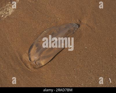 Meduse arenate sulla spiaggia, Rhossili Bay, Gower Peninsula, Galles Foto Stock