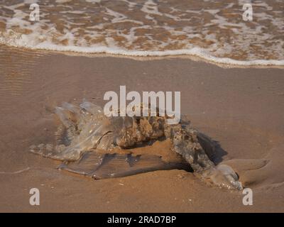 Meduse arenate sulla spiaggia, Rhossili Bay, Gower Peninsula, Galles Foto Stock