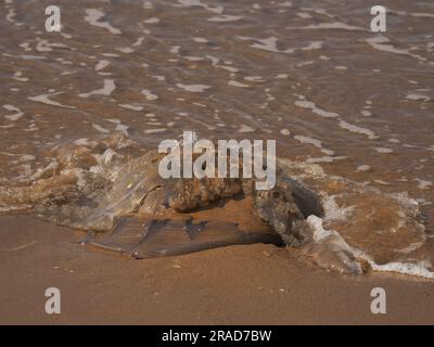 Meduse arenate sulla spiaggia, Rhossili Bay, Gower Peninsula, Galles Foto Stock