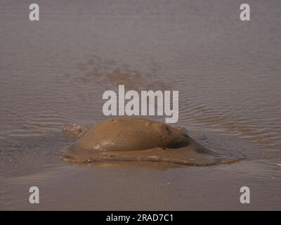 Meduse arenate sulla spiaggia, Rhossili Bay, Gower Peninsula, Galles Foto Stock