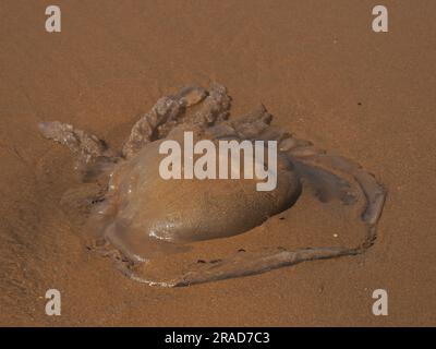 Meduse arenate sulla spiaggia, Rhossili Bay, Gower Peninsula, Galles Foto Stock