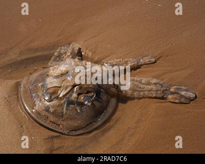 Meduse arenate sulla spiaggia, Rhossili Bay, Gower Peninsula, Galles Foto Stock