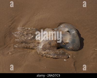 Meduse arenate sulla spiaggia, Rhossili Bay, Gower Peninsula, Galles Foto Stock