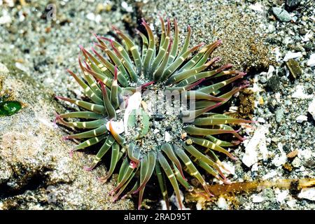 Vista dall'alto di un grande anenome in una piscina con maree nel Puget Sound Foto Stock