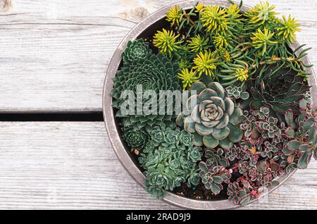 Piante succulente in una piantatrice su uno sfondo di legno girato dall'alto. Foto Stock