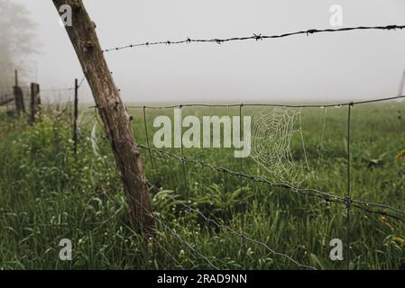 Primo piano del ragno coperto da rugiada su una recinzione metallica nella nebbia. Foto Stock