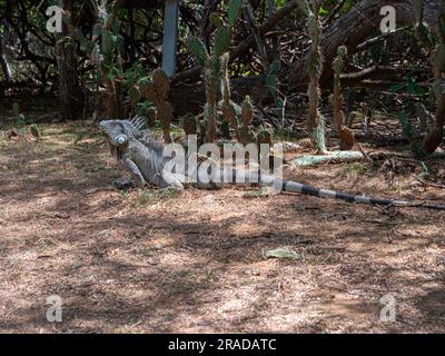 Il maschio verde Iguana Yuana giace tranquillamente ma in allerta sul terreno di fronte a un gruppo di cactus e ceppi d'albero, Washington Slagbaai NP, Bonaire. Foto Stock