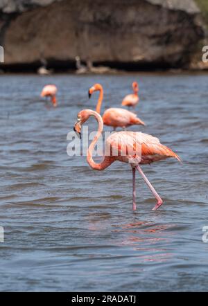 Un certo numero di fenicotteri rossi (gomma Phoenicopterus) nell'acqua del Washington Slagbaai National Park, Bonaire. Il flamingo guarda nella telecamera. Foto Stock