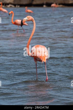 Un certo numero di fenicotteri rossi (gomma Phoenicopterus) nell'acqua del Washington Slagbaai National Park, Bonaire. Il flamingo guarda nella telecamera. Foto Stock