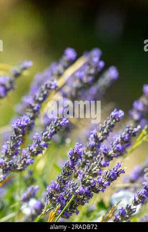 bellissime piante di lavanda selvatiche che crescono su una collina vicino a spalato in croazia. Foto Stock