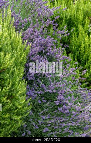 splendidi cespugli e piante di lavanda che crescono selvatiche su una collina a spalato, croazia, purle di lavanda, piante profumate, aromi, rimedi naturali. Foto Stock