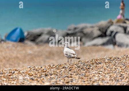 Shoreham-by-Sea, West Sussex, Inghilterra, Regno Unito Foto Stock
