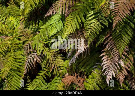 Enormi felci viste dal ponte Mangakotukutuku sul sentiero del legno Pureora-Ongarue vicino a Taumarunui nel Parco forestale di Pureora, Isola del Nord, nuova Zelanda. Foto Stock