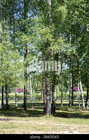 foto di giovani betulle verdi che crescono nel parco Foto Stock