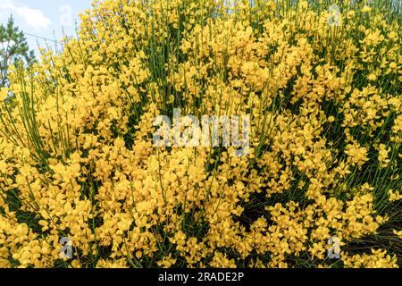 Vista ravvicinata dello spartium junceum, noto come scopa spagnola, scopa da corsa, o scopa da tessitore, è una specie di pianta fiorita della famiglia Fabaceae e Foto Stock