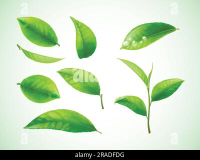 Foglie di tè realistiche. Foglie verdi isolate con goccia di rugiada e crescita degli steli, foglie 3d matcha bio pianta basilico foglie su sfondo trasparente, impostare un'esatta illustrazione vettoriale del tè verde fresco Illustrazione Vettoriale