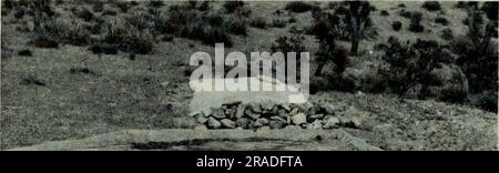 "Gli effetti dello sviluppo idrico sulle popolazioni della Quaglia di Gambel nello Utah sudoccidentale" (1964) Foto Stock