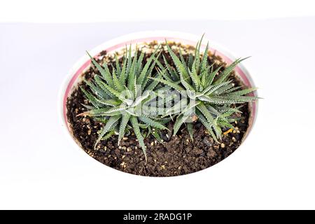 Haworthia attenuata zebra cactusisolata su sfondo bianco Foto Stock