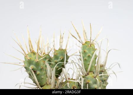 Tephrocactus articulatus carta cactus spine dalla forma insolita isolato su sfondo bianco Foto Stock