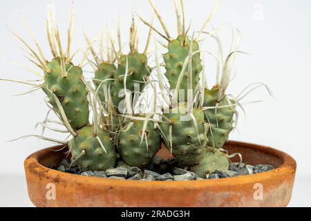 Primo piano del cactus Tephrocactus articulatus della colonna vertebrale su sfondo bianco Foto Stock