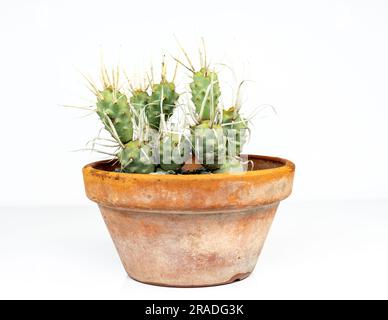 Tephrocactus articulatus cactus in un vaso di argilla isolato su fondo bianco Foto Stock