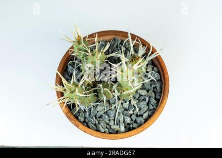 Tephrocactus articulatus carta dorsale cactus in un vaso di argilla su sfondo bianco isolato Foto Stock