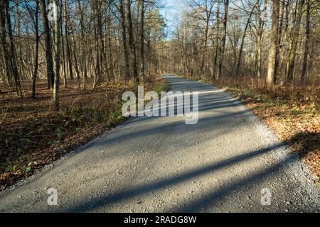 Ombre di alberi su una strada di ghiaia nella foresta autunnale Foto Stock