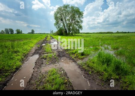 Acqua dopo la pioggia su strade sterrate e prati, Polonia orientale Foto Stock