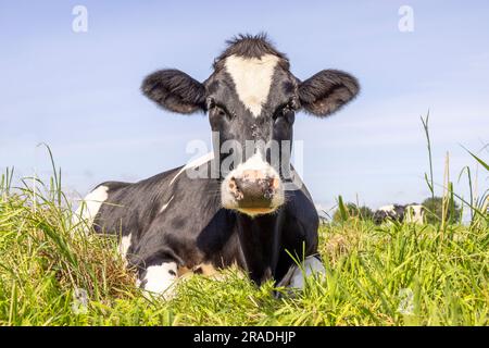 Mucca felice sdraiata su un'alta erba verde, rilassandosi nel prato, visto dal fronte sotto un cielo blu Foto Stock