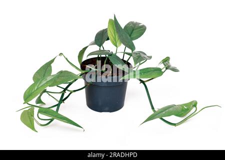 Casa tropicale 'Epipremnum Pinnatum Cebu Blue' con foglie argento-blu in vaso di fiori su sfondo bianco Foto Stock