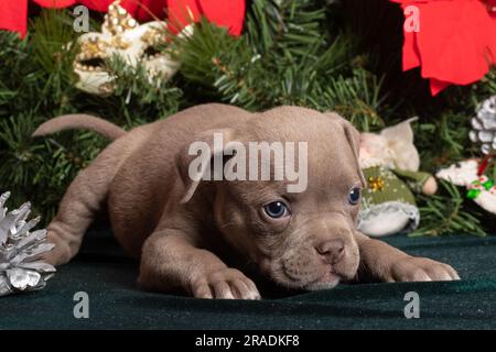 Piccolo cucciolo di Bully americano carino che si trova accanto ad un albero di Natale e fiori poinsettia. Natale e Capodanno per gli animali domestici. Vacanze per animali domestici. In attesa di Foto Stock