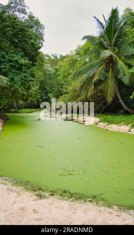 Alghe verdi e zone umide inquinate vicino alla riva di anse intendance, Mahe Seychelles Foto Stock