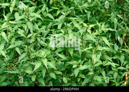 Coriandolo vietnamita, foglie Laksa, Singapore Laksa, Singapore, foglie Laksa, Singapor, profumato pinkweed (Persicaria), odorata di basilico vietnamita Foto Stock