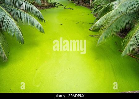 Alghe verdi e zone umide inquinate vicino alla riva di anse intendance tra palme, Mahe Seychelles Foto Stock