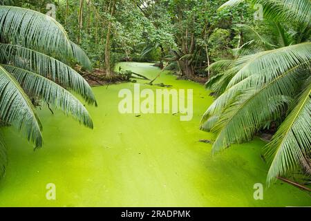 Alghe verdi e zone umide inquinate vicino alla riva di anse intendance tra palme, Mahe Seychelles Foto Stock