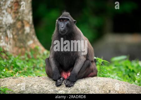 Macaco crestato Celebes (Macaca nigra), Celebes, Borneo, adulti, femmina, Sitting Celebes Crested Macaque, Borneo Celebes Crested Macaque, femmina Foto Stock