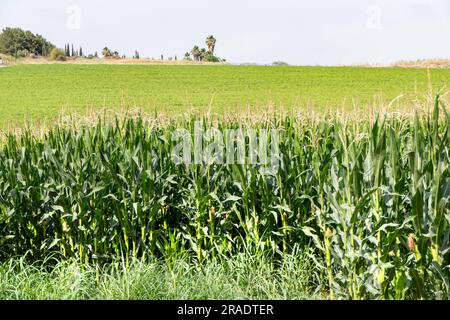 Campo agricolo di granturco da fiore. Steli verdi, giovani pannocchie di mais. Israele Foto Stock