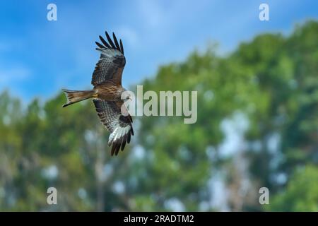 L'aquilone rosso (Milvus milvus) vola di fronte agli alberi verdi in estate Foto Stock