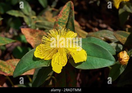 Grande St. Primo piano dell'erba di Giovanni ((Hypericum calycinum) singolo fiore giallo Foto Stock