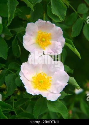 Fioritura di siepi, rosa di rame austriaca (Rosa foetida), rosa selvatica Foto Stock